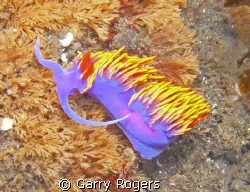 This shot was taken in about 30' of water off the shore o... by Garry Rogers 